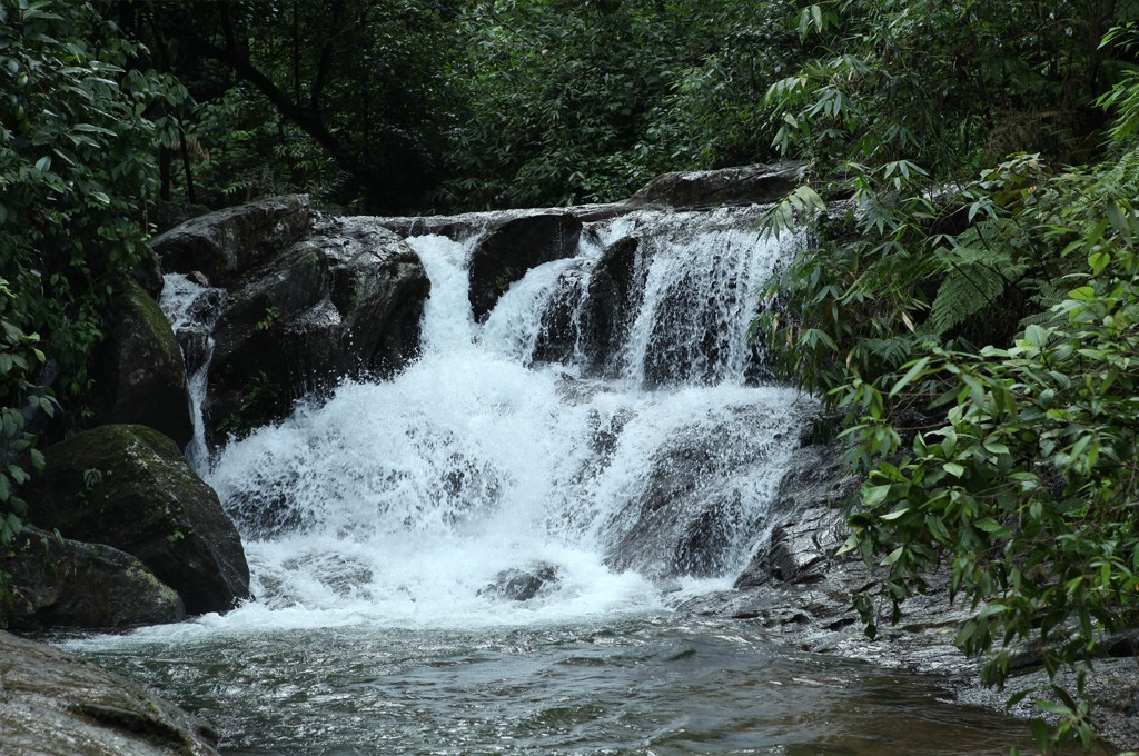 Jungle side Stream Wayanad