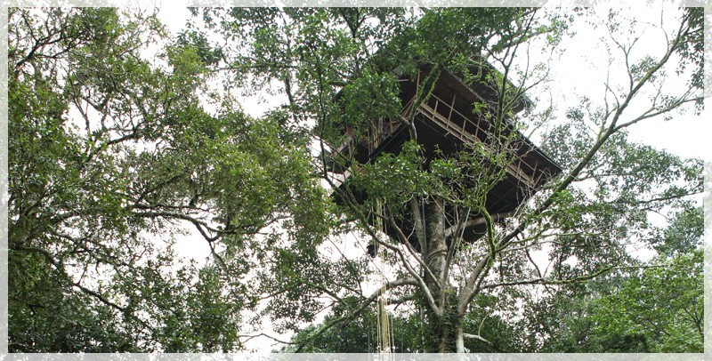 Tree House at wayanad