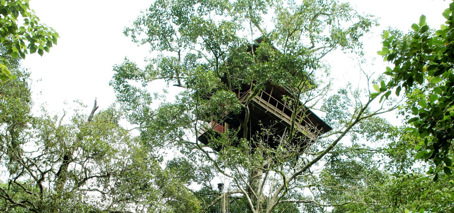 Tree House Wayanad